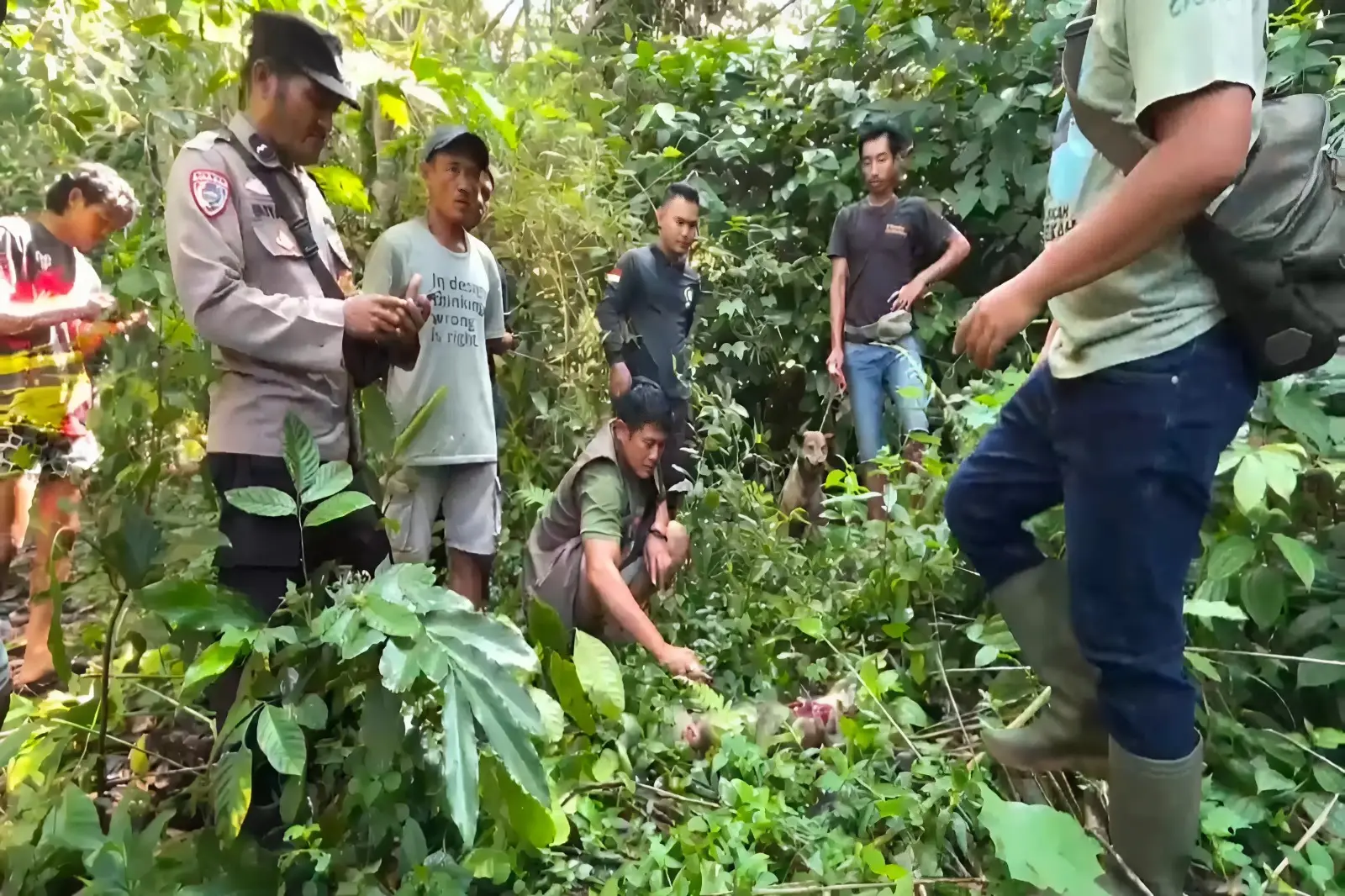 Warga Cianjur Diteror Monyet Liar, 1 Bocah Jadi Korban