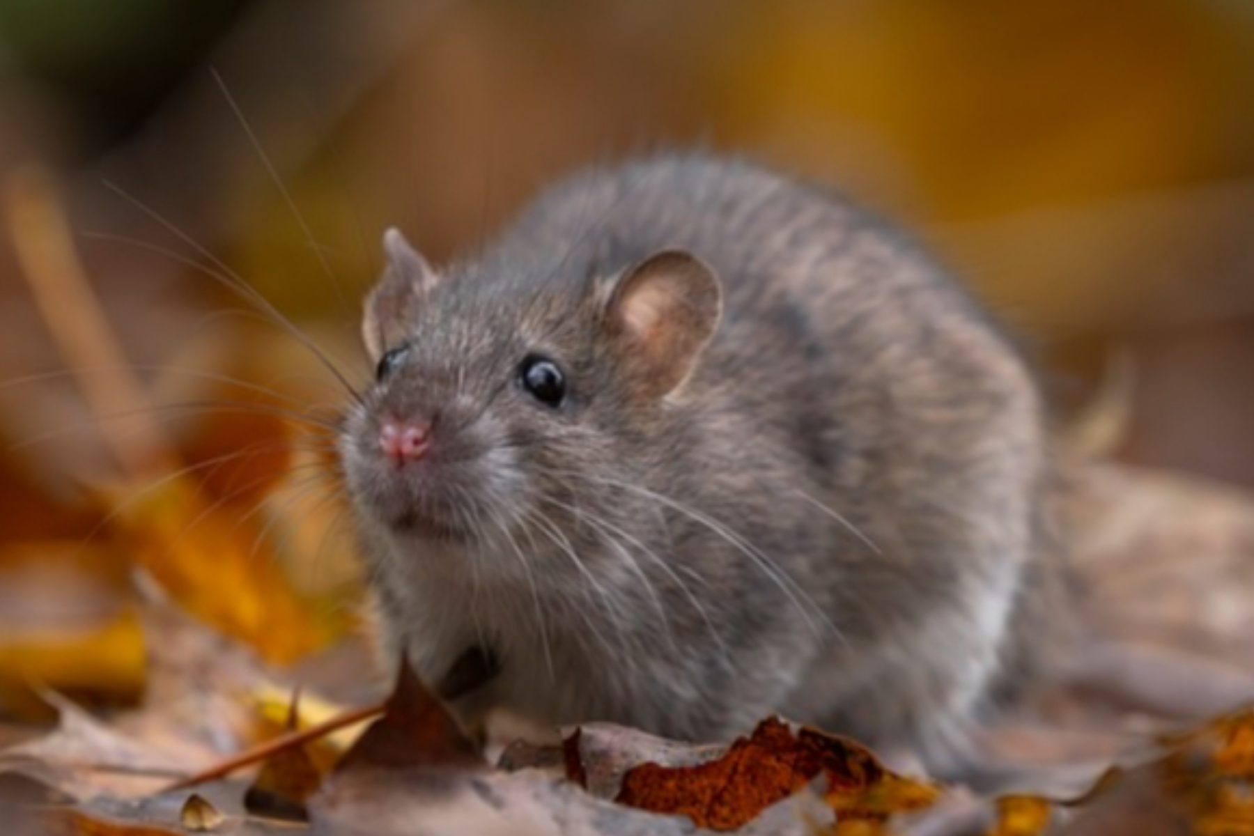Cara Efektif Usir Tikus Tanpa Harus Menggunakan Racun Berbahaya