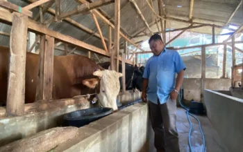 Dibeli Rp110 Juta, Sapi Mayor dari Bandung Barat Siap ke Istana
