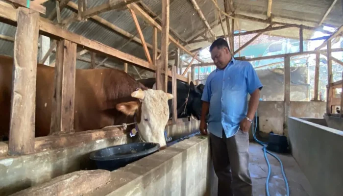 Dibeli Rp110 Juta, Sapi Mayor dari Bandung Barat Siap ke Istana