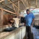 Dibeli Rp110 Juta, Sapi Mayor dari Bandung Barat Siap ke Istana