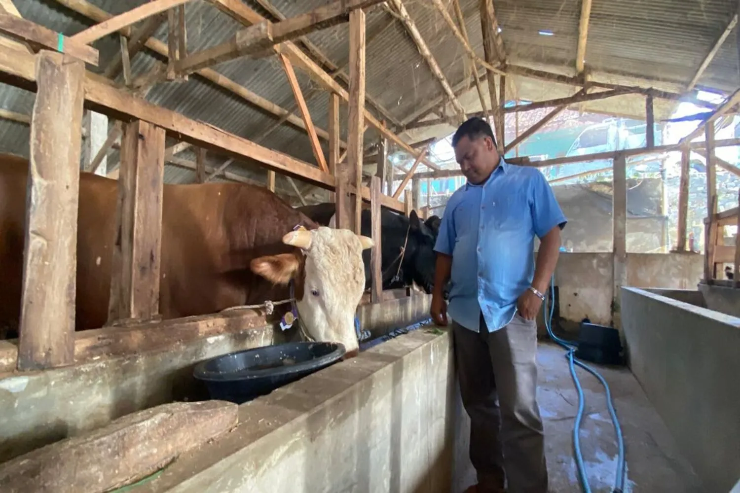 Dibeli Rp110 Juta, Sapi Mayor dari Bandung Barat Siap ke Istana
