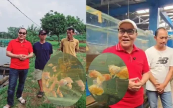 Kades Kemang Dukung Penuh Usaha Ikan Hias Warganya, Siap Fasilitasi Pemasaran 6 Kades Kemang Dukung Penuh Usaha Ikan Hias Warganya, Siap Fasilitasi Pemasaran