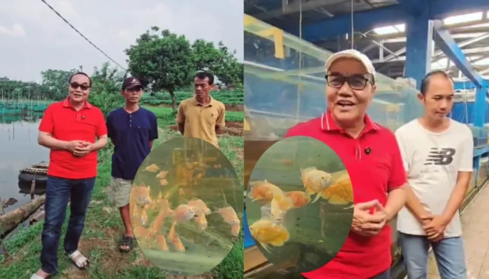 Kades Kemang Dukung Penuh Usaha Ikan Hias Warganya, Siap Fasilitasi Pemasaran