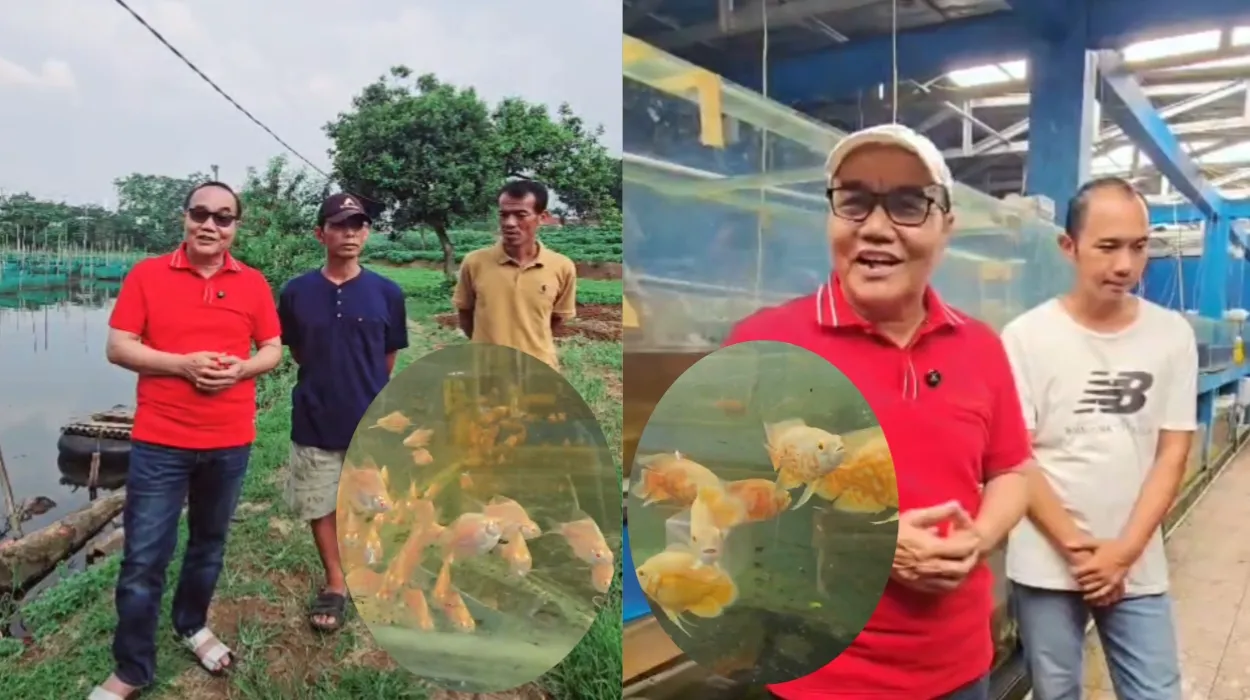 Kades Kemang Dukung Penuh Usaha Ikan Hias Warganya, Siap Fasilitasi Pemasaran