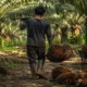 Memungut Harapan di Kebun Sawit