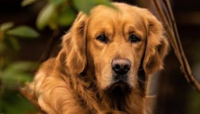 Mengenal Golden Retriever: Si Cerdas dari Skotlandia yang Setia Jadi Sahabat