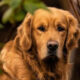 Mengenal Golden Retriever: Si Cerdas dari Skotlandia yang Setia Jadi Sahabat