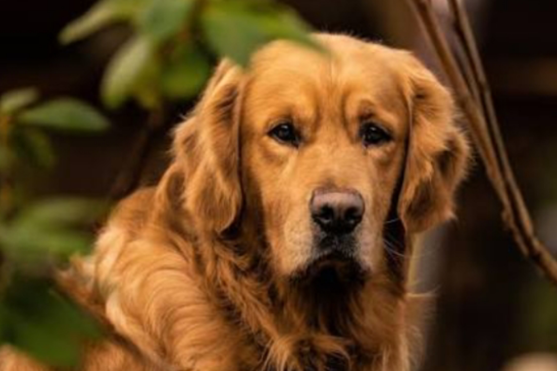 Mengenal Golden Retriever: Si Cerdas dari Skotlandia yang Setia Jadi Sahabat