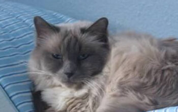 Mengenal Kucing Birman: Si Anggun Berbulu Sutra dari Asia Tenggara
