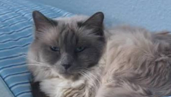 Mengenal Kucing Birman: Si Anggun Berbulu Sutra dari Asia Tenggara
