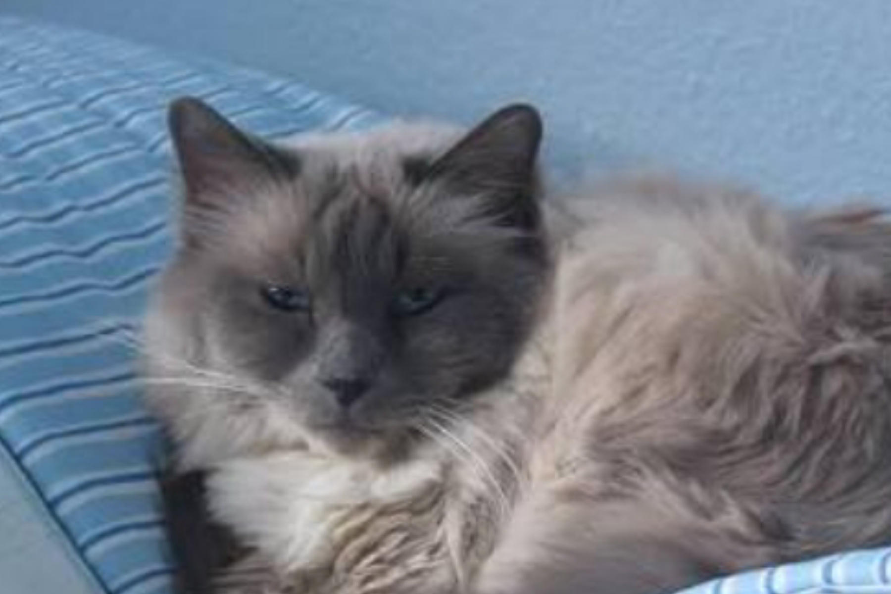 Mengenal Kucing Birman: Si Anggun Berbulu Sutra dari Asia Tenggara