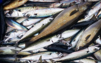 Murah Tapi Mewah! Manfaat Ikan Kembung untuk Tumbuh Kembang Anak
