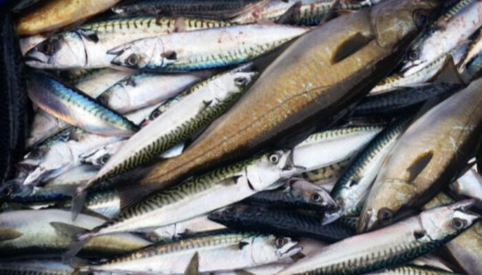 Murah Tapi Mewah! Manfaat Ikan Kembung untuk Tumbuh Kembang Anak