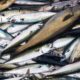 Murah Tapi Mewah! Manfaat Ikan Kembung untuk Tumbuh Kembang Anak