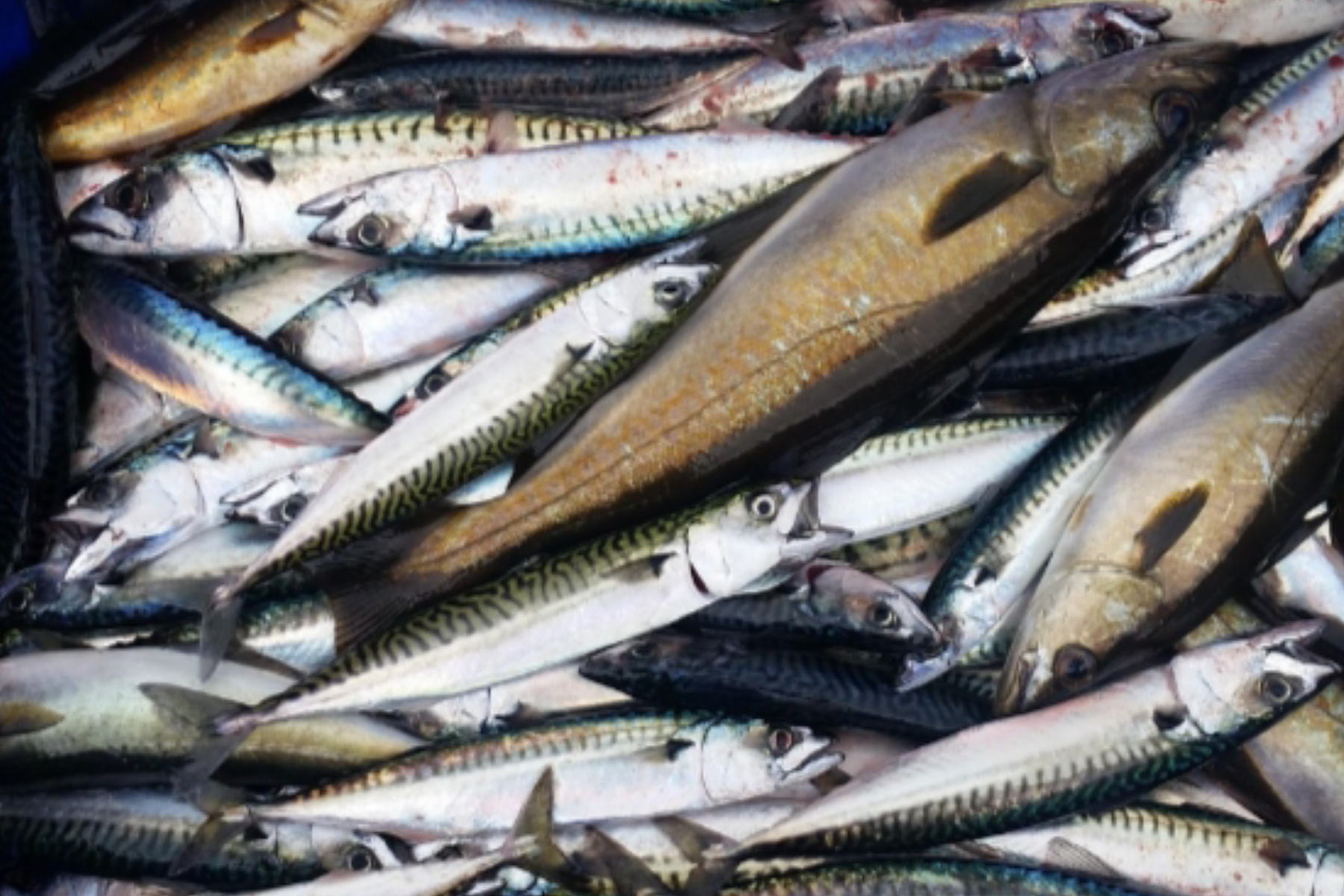 Murah Tapi Mewah! Manfaat Ikan Kembung untuk Tumbuh Kembang Anak
