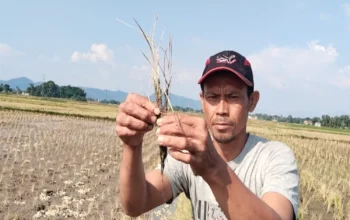 Padi Warga Cianjur Disemprot Misterius, 2 Hektare Mendadak Kering