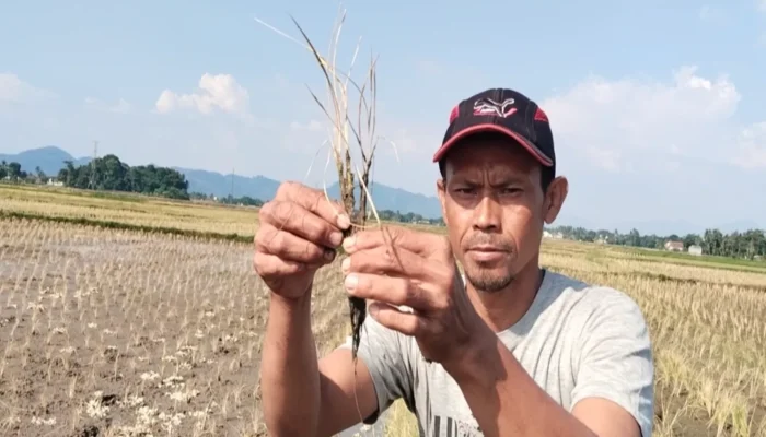 Padi Warga Cianjur Disemprot Misterius, 2 Hektare Mendadak Kering
