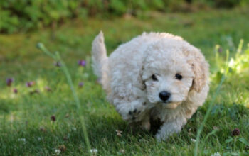 Pesona Anjing Poodle: Si Cerdas yang Jadi Primadona di Indonesia