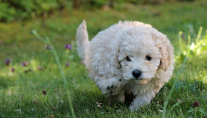 Pesona Anjing Poodle: Si Cerdas yang Jadi Primadona di Indonesia