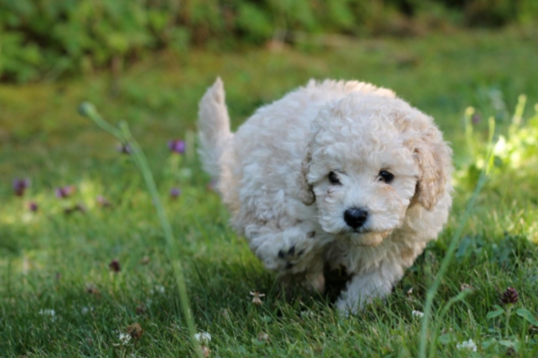 Pesona Anjing Poodle: Si Cerdas yang Jadi Primadona di Indonesia