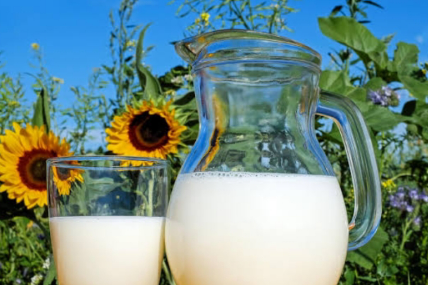 Rahasia Tubuh Bugar: Mengapa Rutin Minum Susu Masih Jadi Pilihan Terbaik?