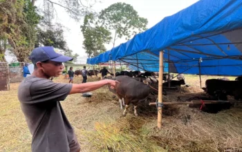 Sapi Bali Geser Popularitas Sapi Jawa di Bandung Barat
