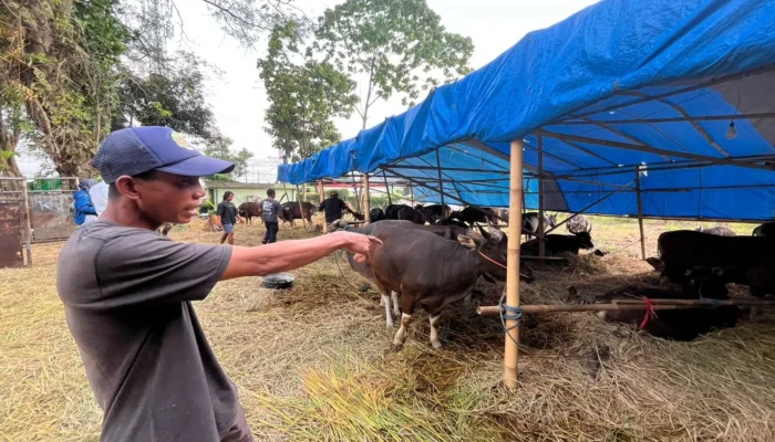 Sapi Bali Geser Popularitas Sapi Jawa di Bandung Barat
