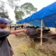 Sapi Bali Geser Popularitas Sapi Jawa di Bandung Barat