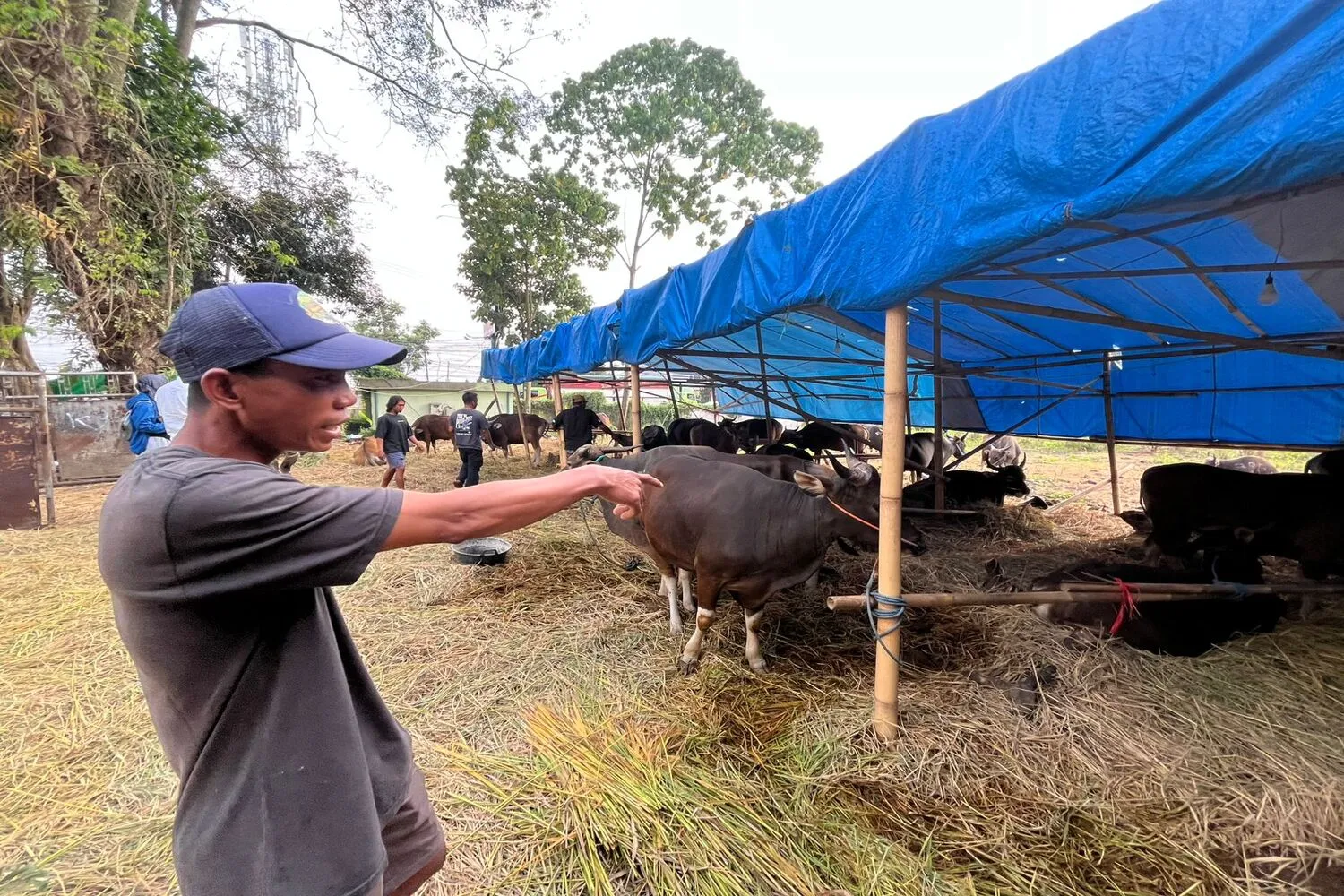 Sapi Bali Geser Popularitas Sapi Jawa di Bandung Barat