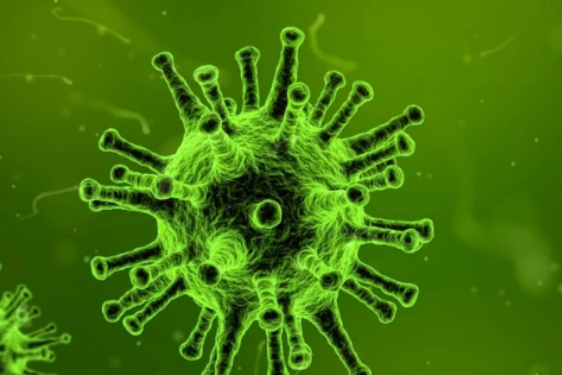 WHO Lacak Kontak Erat Pasca Wabah Hantavirus di Kapal Pesiar