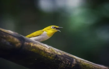 Burung Pleci Susah Makan Voer? Coba Cara Bertahap Ini