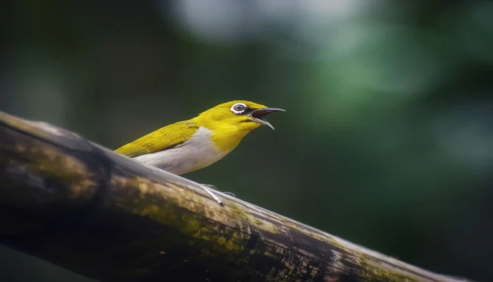 Burung Pleci Susah Makan Voer? Coba Cara Bertahap Ini