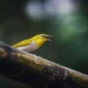 Burung Pleci Susah Makan Voer? Coba Cara Bertahap Ini
