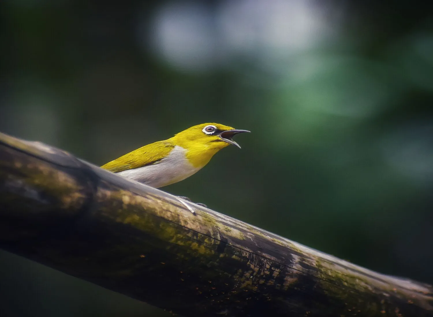 Burung Pleci Susah Makan Voer? Coba Cara Bertahap Ini
