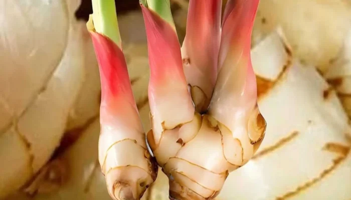 Lengkuas Bukan Sekadar Bumbu Dapur, Ini Manfaatnya bagi Kesehatan
