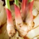 Lengkuas Bukan Sekadar Bumbu Dapur, Ini Manfaatnya bagi Kesehatan