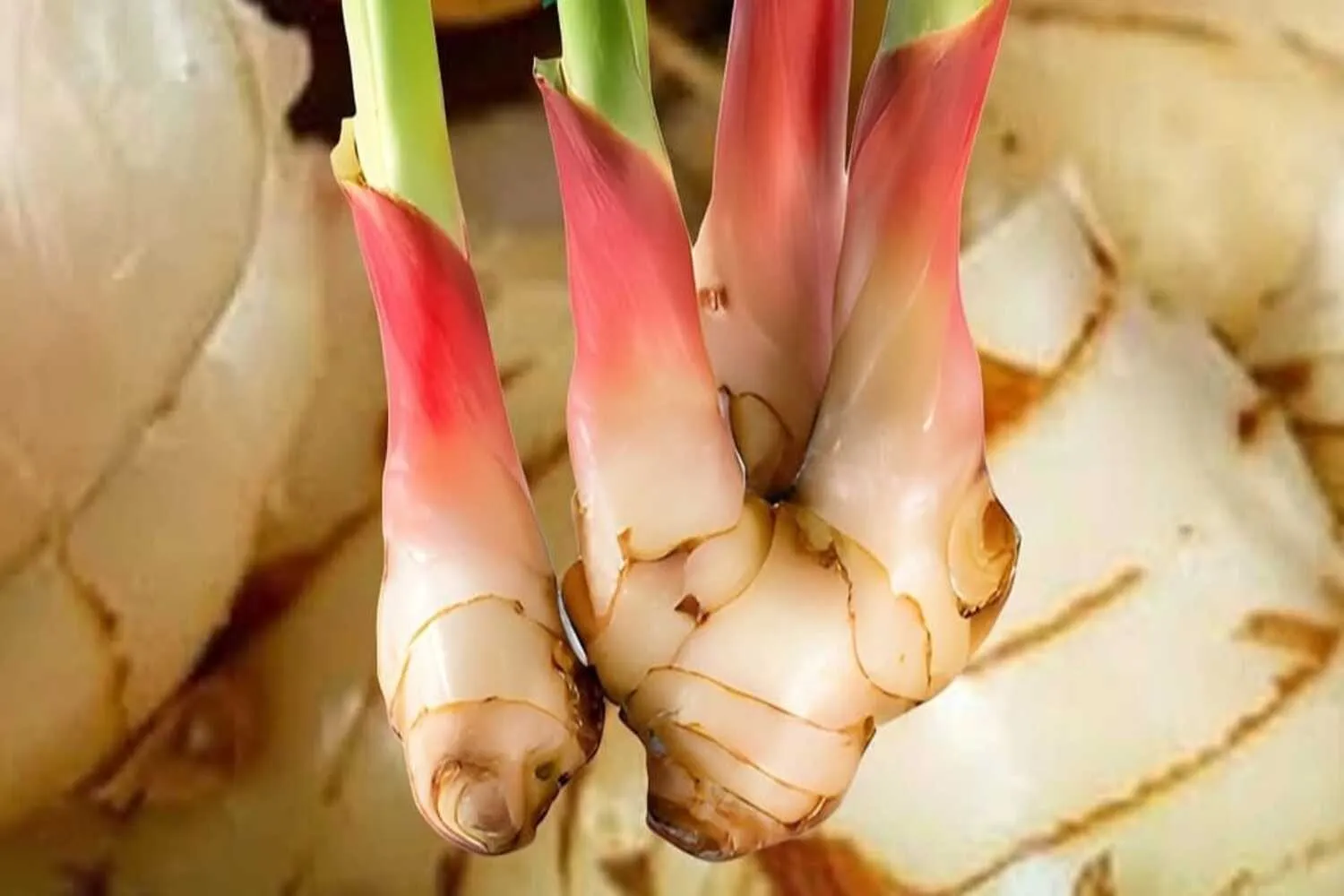 Lengkuas Bukan Sekadar Bumbu Dapur, Ini Manfaatnya bagi Kesehatan