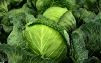 Rekomendasi Tanaman Sayur Cepat Panen bagi Pemula 3 Rekomendasi Tanaman Sayur Cepat Panen bagi Pemula