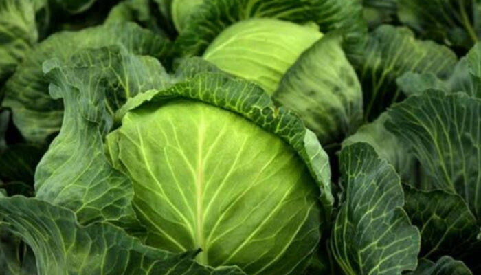 Rekomendasi Tanaman Sayur Cepat Panen bagi Pemula