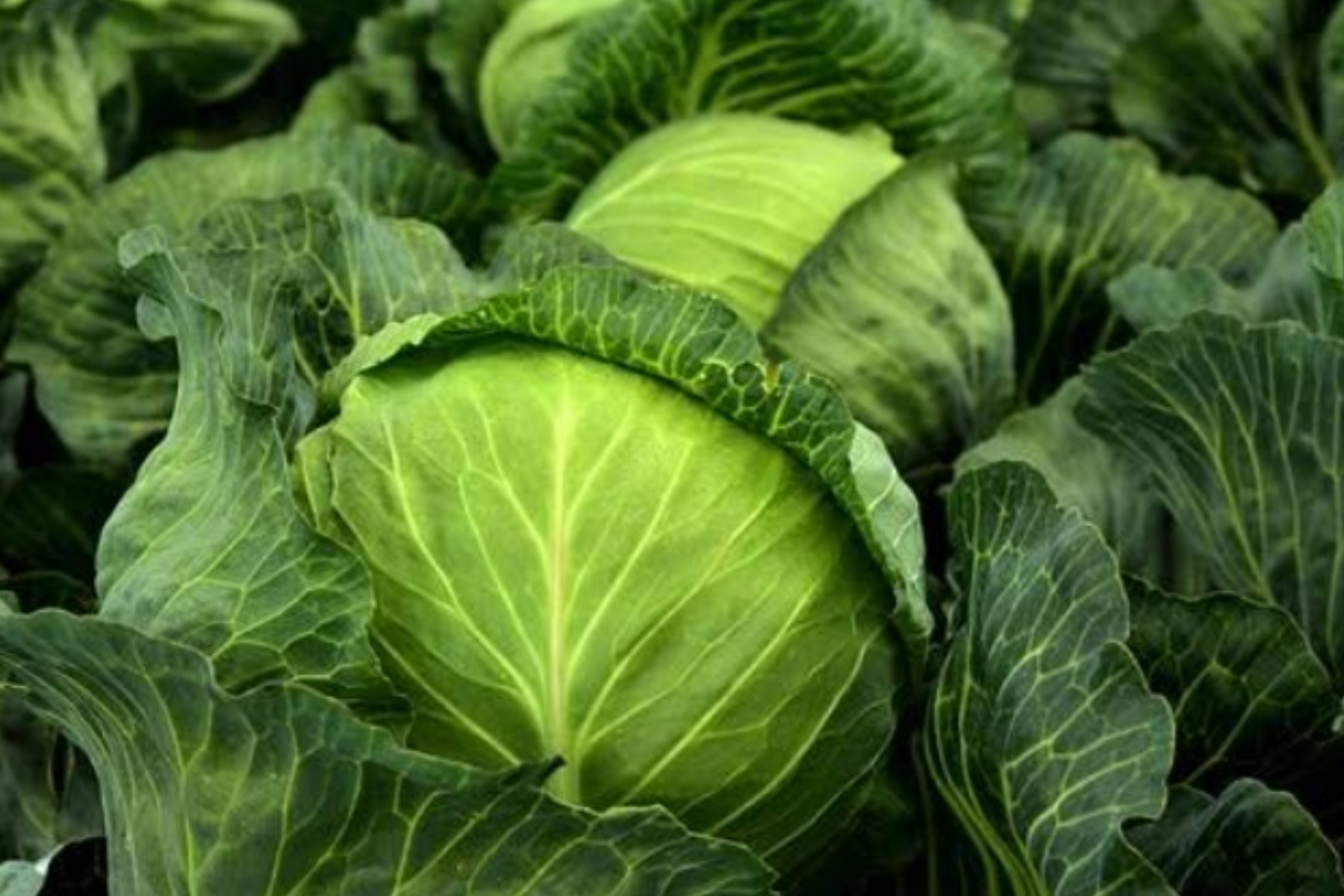 Rekomendasi Tanaman Sayur Cepat Panen bagi Pemula 1 Rekomendasi Tanaman Sayur Cepat Panen bagi Pemula