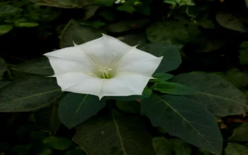 Fakta Daun Kecubung: Berpotensi Jadi Obat, Namun Bisa Sebabkan Keracunan