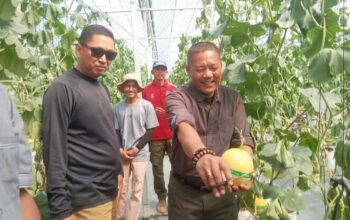 Manisnya Cisolok Sukabumi! Rasakan Sensasi Petik Melon Premium Langsung dari Pohonnya di SAM FARM Greenhouse 6 IMG 20260712 WA0013