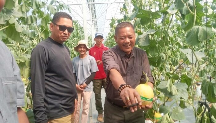 Manisnya Cisolok Sukabumi! Rasakan Sensasi Petik Melon Premium Langsung dari Pohonnya di SAM FARM Greenhouse