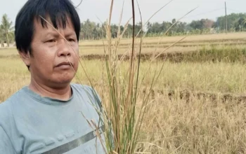 Kemarau Lumpuhkan Sawah Petani di Ciranjang Cianjur