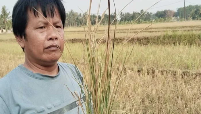 Kemarau Lumpuhkan Sawah Petani di Ciranjang Cianjur
