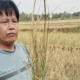 Kemarau Lumpuhkan Sawah Petani di Ciranjang Cianjur
