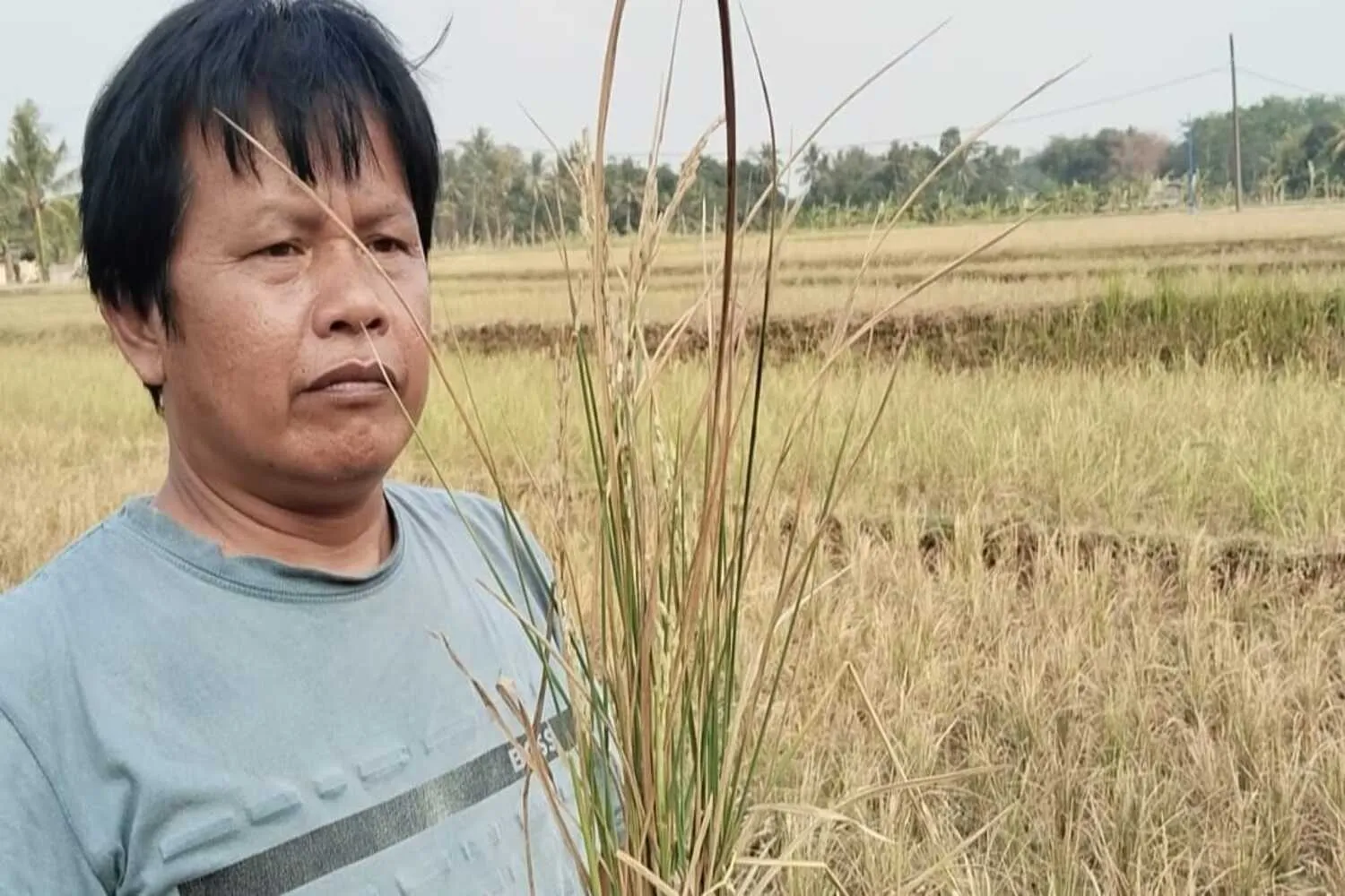 Kemarau Lumpuhkan Sawah Petani di Ciranjang Cianjur