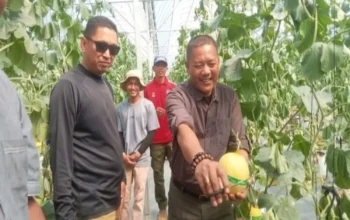 Manisnya Cisolok Sukabumi! Rasakan Sensasi Petik Melon Premium Langsung dari Pohonnya di SAM FARM Greenhouse 9 Manisnya Cisolok Sukabumi! Rasakan Sensasi Petik Melon Premium Langsung dari Pohonnya di SAM FARM Greenhouse