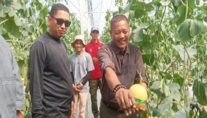 Manisnya Cisolok Sukabumi! Rasakan Sensasi Petik Melon Premium Langsung dari Pohonnya di SAM FARM Greenhouse
